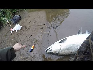 Springer Fishing Small Coastal River for GIANT Salmon!! |my first spring chinook|