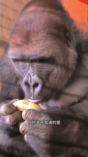 要是大猩猩再進化；可能就要去打螺絲了 大猩猩喝水時；會慢悠悠地擰開瓶蓋；接著會一小口一小口細細品味；無奈它的體型過於龐大；即便是吹完一瓶也還不夠它塞牙縫的；作為靈長類動物；它們不僅擁有超強的模仿能力