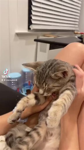 Pov: it’s 2am and u want to sleep but ur gf wants to talk to you about ur day #twice #feels #cat #kitten