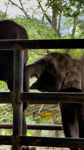 2.5K views · 62 reactions | Bank Mahout on Reels | Facebook