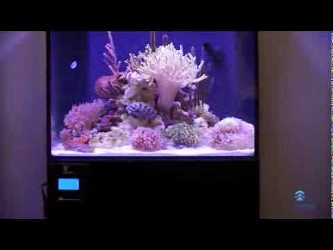 Ramp Timer Pro LED Controller Two Channel with Wireless Remote