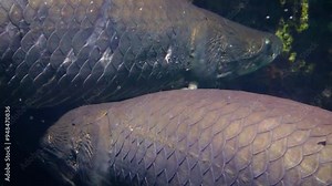 Two large arapaimas (Arapaima gigas) side by side