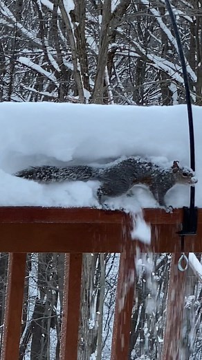 3M views · 778 reactions | Check out this squirrel "snow plow" at Mount Alpha in Charleston, W.Va.! Eyewitness News would love to share your best video and pictures: https://wchstv.com/chimein ** Virgina Hansford/Chime In | WCHS Eyewitness News | Facebook