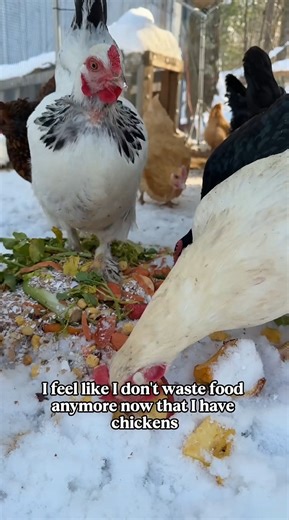 Infinite food glitch using chickens explained