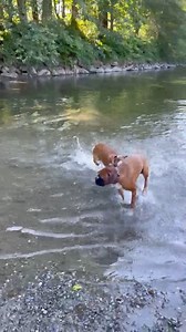 11K views · 564 reactions | Sprocket from Megumi’s previous litter and his big brother Enzo #boxerdog #puppies #dogs | Boxer Madness | Facebook