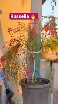 fountainbush#Russelia#India#viral#plants