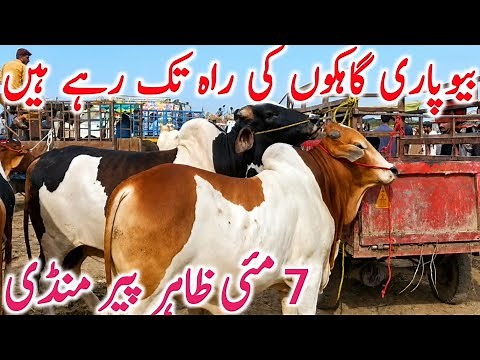 Today Latest Zahir Pir Cow Mandi Qurbani 2026 Animals Video || Global Village Farming