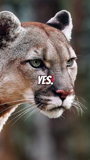 Big Cats Officially EXIST in the UK! DNA PROOF!