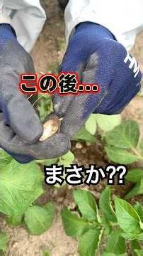ジャガイモの芽かき中にとんでもないことが⁈ 2026.5月某日