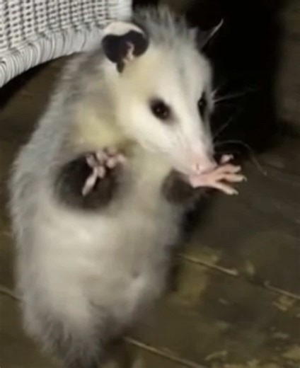 Possum dances on the back porch #possum #ai #fyp #420 | possum