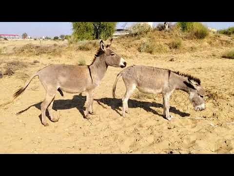 Small Donkeys Mating in the Forest | Rare Animal Behavior Video #DonkeyBreeding #AnimalMating