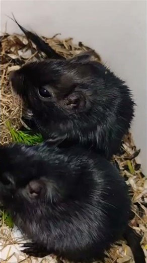 Mongolian gerbils | cute | #viral #pets #rodents #shorts