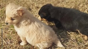 Two dogs playing, two dogs playing in the grass