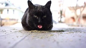 Do feral cats like catnip? I left my camera running next to a pile of it to find out (watch with volume on—it’s satisfying.) 🌱 Bo may not be social with people, but that doesn’t mean he can’t experience a happy life and a range of emotions just like a pet cat. An animal’s value shouldn’t be measured by their relationship to humans; we can appreciate them from a respectful distance and advocate for them, even if they don’t want to be our friend. ♥️ I’m picking Bo up from the neuter clinic this m