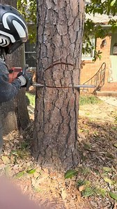 4M views · 25K reactions | tree removal | JJE Timeh7 | Facebook