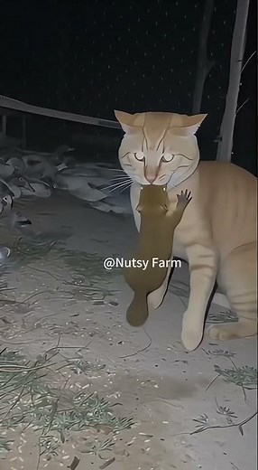 One of the Top 10 Famous Cat Breeds:Golden Silk Tiger #camera #animals #cat #weasel #cute #viral