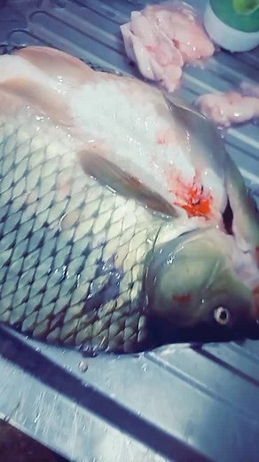 Step-by-Step Guide to Preparing Carp Fish