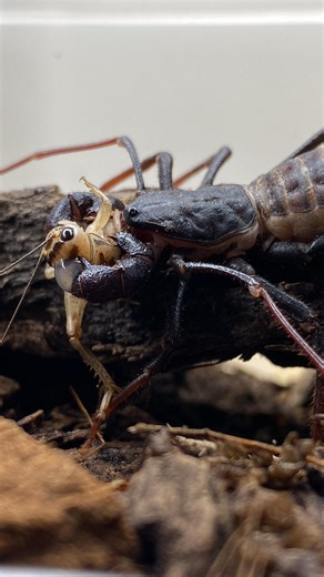 Dayyan Saylany 🇨🇦(🇮🇷🇧🇪🇨🇭) on Instagram: "Here is a quick video of one of my juvenile vinegaroons hunting a cricket (Mastigoproctus tohono)! The alien bug is back yet again 👽🕷😛! When it comes to arachnids, few people seem to know of the existence of these alien-like animals. The vinegaroon (Thelyphonida) is an out-of-this-world animal with pedipalps in front of its body shaped like armoured/spiky boxing gloves
