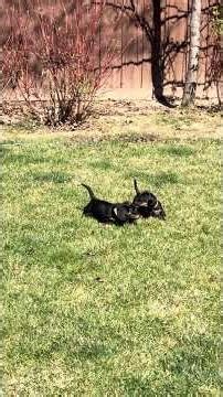 The CUTEST Puppy Pile Ever #doxiesquad #puppy #barkbox #dachshund #dogbreed #cutedogs #wienerdogs