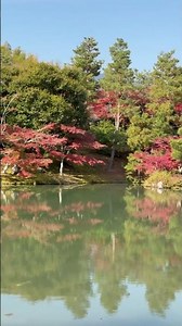 #shorts 天龍寺の曹源池庭園 EX旅パック おこしバスで巡る京都一日〜天龍寺と竹林嵐山・金閣寺・伏見稲荷大社〜にて 2025年11月21日