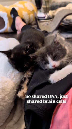 1.1K reactions · 23 shares | Please rest assured that these two are going home as a pair. #cats #cat #gato #kittens #babycats #tinykittens #babykittens #cutebabykittens #babyfloof #floof #coicommunity #catsofinstagram | FosterBabyCats | Facebook