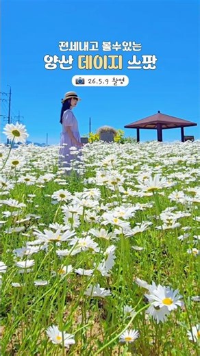 🌼 부산에서 30분 사람없는 데이지 스팟 (구독♡좋아요) #데이지꽃 #샤스타데이지명소 #샤스타데이지🌼 #daisyflowers🌼 #flowerlovers