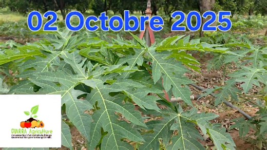 Chez Diarra Agriculture Dans notre ferme à Ouenzinbougou, nous venons de lancer une nouvelle culture de papaye, après avoir soigneusement respecté le principe de la rotation des cultures sur les mêmes parcelles. Chez nous, l’agriculture ne se raconte pas… elle se prouve ! Nous démystifions, nous incarnons l’exemple @super fans | Diarra Agriculture