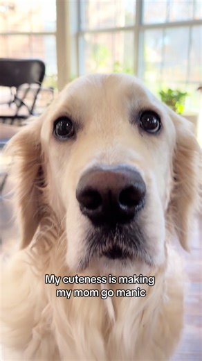 Cuteness Overload: Golden Retriever Antics