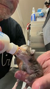 Sprite latched again! Now I hope she does it again at 1 am #cat #catlife #catlover #kitten #davidloop65 | David Loop