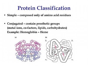 Protein Classification - SlideServe