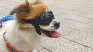 NAMSAN Dog Goggles Small Breeds, UV Protection Dog Glasses for Small Dogs, Puppy Sunglases Windproof Dustproof Driving Eye Protection, Adjustable, Classic Pink