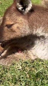 A Rare and Moving Look at a Kangaroo Giving Birth