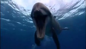 Farting dolphin - funny talking animals - walking on the wild side