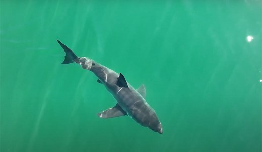 Great White Sharks: A Look at the Worldwide Population