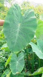 making pots using taro leaves #fblifestyle #pot #kreatif #handmade #DIY #Crafts #Reels | Azura Senja R