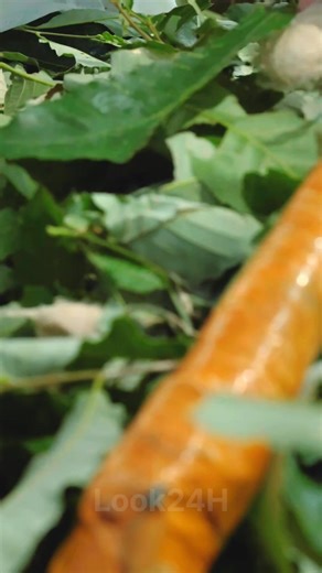 The first gift|Starting from the summer, ancient silk weaving, the "fairy weaving" on the Silk Road in the Tang Dynasty, and the "Lushan silk" that Queen Elizabeth of England loved to wear. #Intangible Heritage Guardian | Look24H