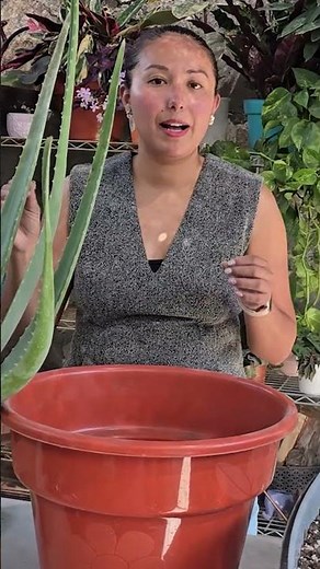 Aloe vera is toxic to your dog