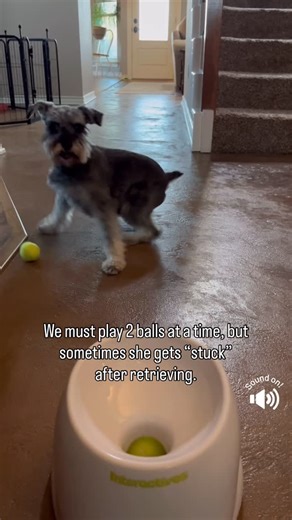 🌼Junebug🌼 on Instagram: "You’d think once she retrieves the 🎾 , the game would be over. Nope. We have to play 2 balls at time or she won’t give one back so I can launch it again. But sometimes she gets herself “stuck” wanting to keep both, and she can stay like that for awhile 😂 Keep in mind, this machine allows for dogs to play solo 😂 Junebug is not having that. But this has been a great toy. Link is in Bio or comment below and I’ll DM it your way 🎾 If your dog plays with this solo, comme