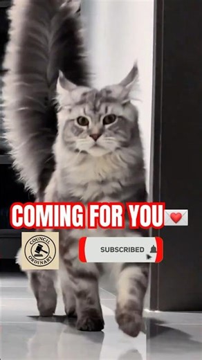 When a Maine Coon runs in slow motion 🐱✨ ⭐