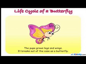 Lewensiklus van 'n skoenlapper 2