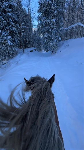 Horseback Riding Through a Serene Winter Forest