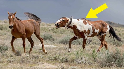 Meet Picasso, America’s Most Famous Wild Horse That Will Stun You With His Beautiful Coat