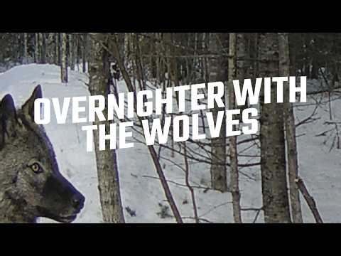OVERNIGHTER WITH THE WOLVES | RED LAKE, ONTARIO