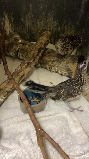 5.1K views · 213 reactions | Our roadrunners are growing up fast! They sure love their superworms!  These 2 roadrunners both came in as tiny newly hatched babies and now they are ready to move to an outside enclosure this weekend. #keepaustinwild #austinwildlife #wildliferescue #austintx #wildliferehab #wildlifeofinstagram #texaswildlife #roadrunners #superworms | Austin Wildlife Rescue | Facebook