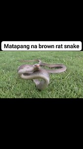 Matapang na brown rat snake 😱🐍 #tropangtuklaw #rescue #snake | Tropang Tuklaw