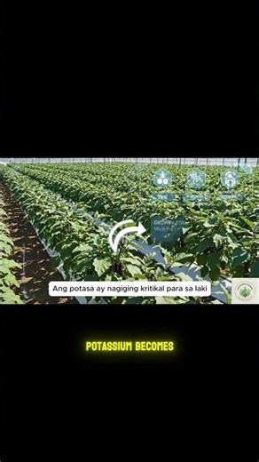 Eggplants Nutrient Timing for Maximum Production — The Growth Truth (What Farmers Don’t Tell You)