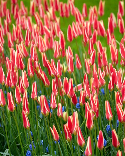 Tulipa clusiana 'Tinka' bulbs — Buy online at Farmer Gracy UK