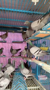 13K views · 221 reactions | A small pigeon loft. #pigeon #birds #pets #animal | Fighters Of The Sky | Facebook