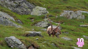 I captured a rare moment with a mountain ibex
