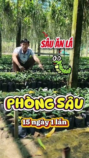 How to care for Xao Tam Phan so it grows quickly and is not eaten by pests.